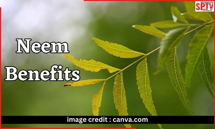 neem-benefits-Eating-neem-leaves-will-keep-your-body-healthy-know-other-benefits-499
